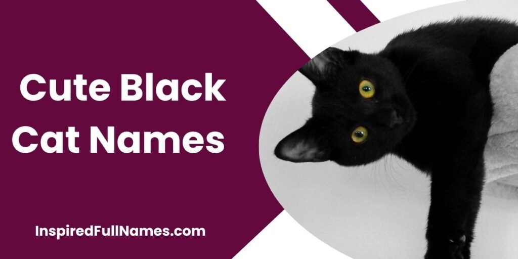 Cute Black Cat Names