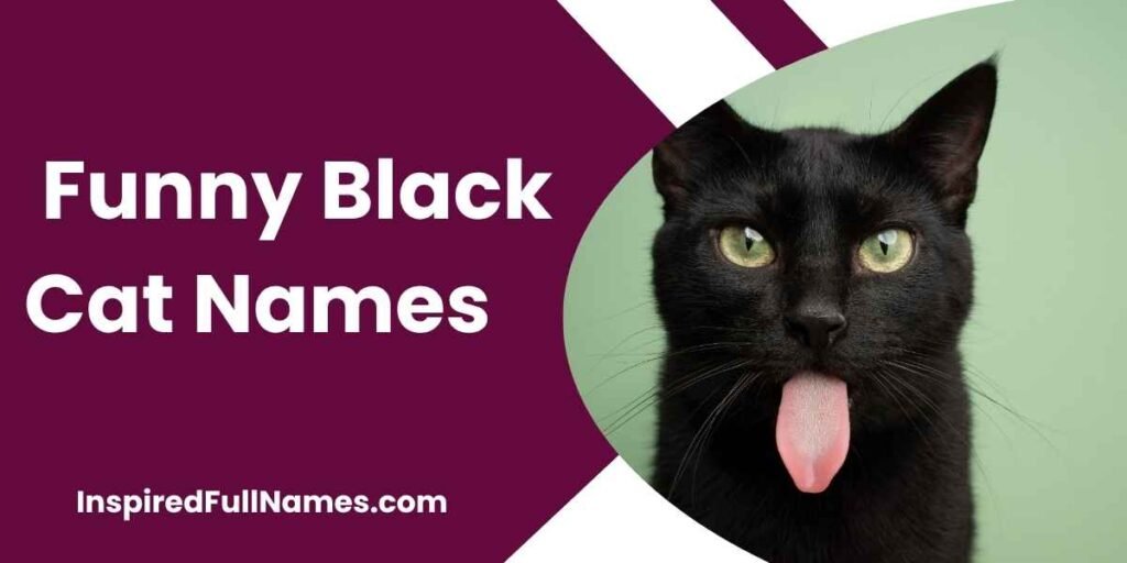 Funny Black Cat Names