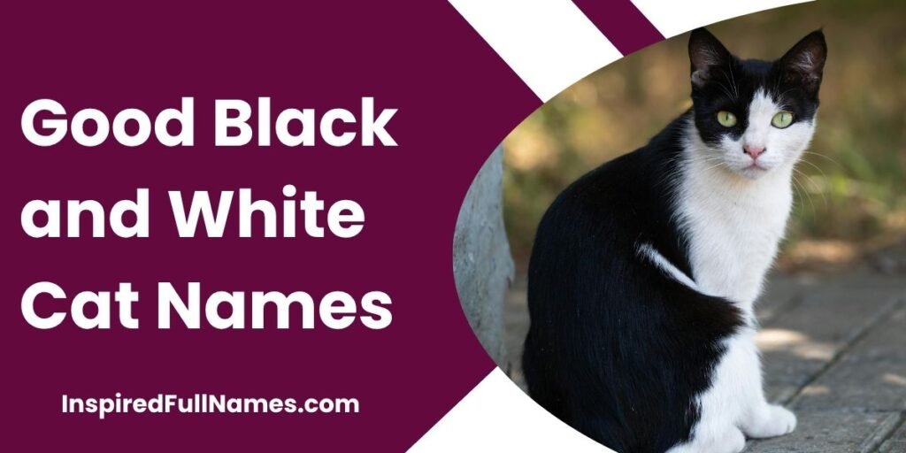 Good Black and White Cat Names