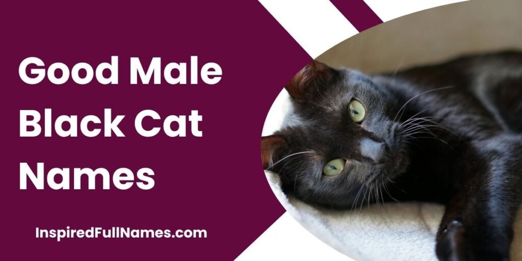 Good Male Black Cat Names
