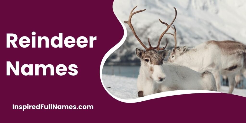 Reindeer Names