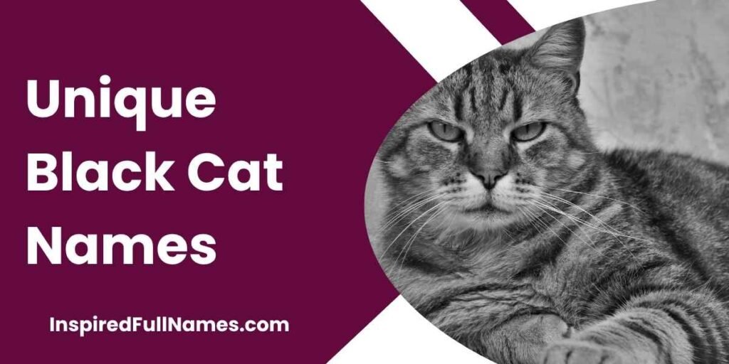 Unique Black Cat Names