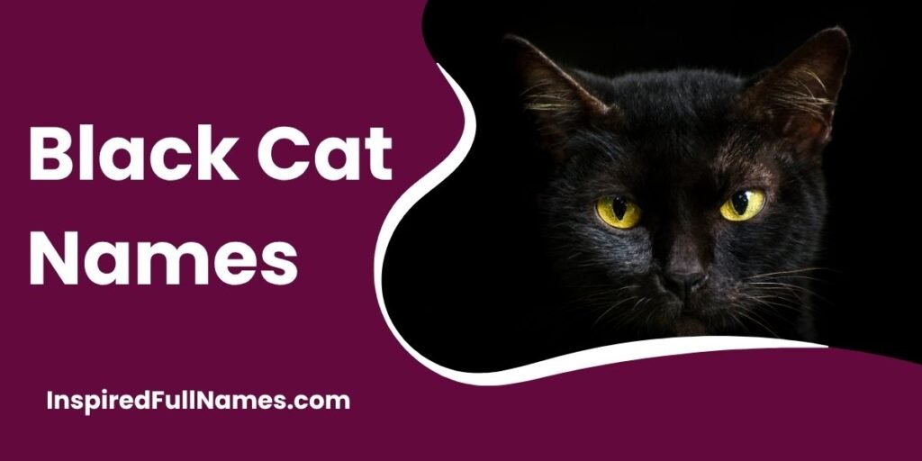 Black Cat Names